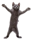 cat_dance