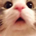 woahkitter woahkitter