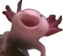 AxolotlYawn