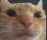 SwagCat