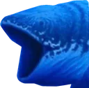 pogfish