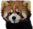 pandared Discord Emoji