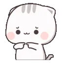 TT_shycat TT_shycat