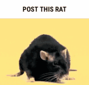 rat~1 Discord Emoji