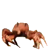 crabrave crabrave