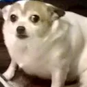 chienmoche