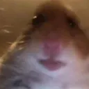 hamster