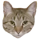 theenie theenie
