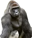 harambe