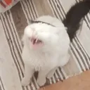 Cat 1 Cat_1 Discord Emoji