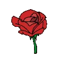 rose_NEROae