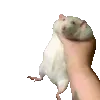 ratshake