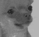 Doghuh2 Doghuh2