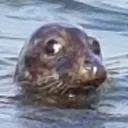 SealBeans