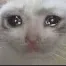 crying_cat