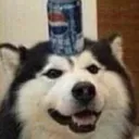 pepsidoggo