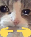 sad_cat_shy