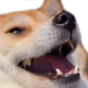dogekek