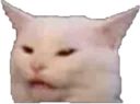 confusedcat confusedcat