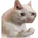 sadcat