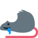 rat_brainlet