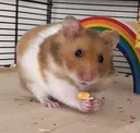 thiccyoshi