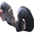 gayMonkeys
