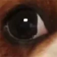 rosieleye