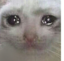 ad_sadcat