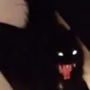 screech screech