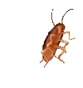 roach
