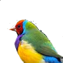 Finch Finch