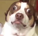 scared_dog Discord emoji