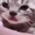 catcri