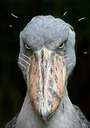 gayassbird