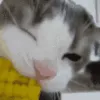 CatCorn