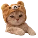 mavmav mavmav