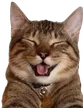 Cat Laugh catLaugh Discord Emoji
