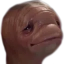 Meat