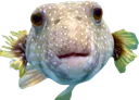 SwagFish