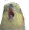 AAAA