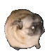 pugDance