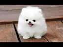 hqdefault