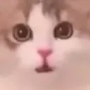 HashyGoWoah