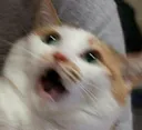 Shocked Cat ShockedCat Discord Emoji