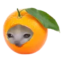 orangecat