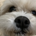 DogsOfDiscord_2_FaceOnCam Discord emoji