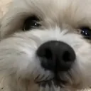 DogsOfDiscord_2_FaceOnCam DogsOfDiscord_2_FaceOnCam