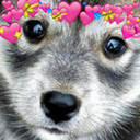 DogsOfDiscord_2_CutieWholesome Discord emoji
