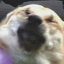 DogsOfDiscord_1_OUCH Discord emoji